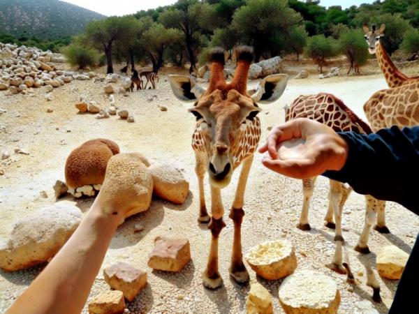 Aitana Safari Park photo