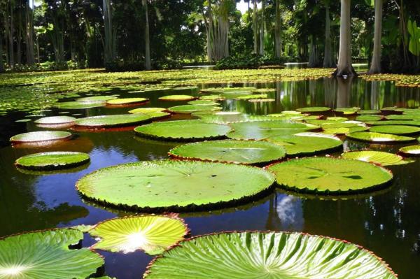 Pamplus Museum Botanical Garden photo